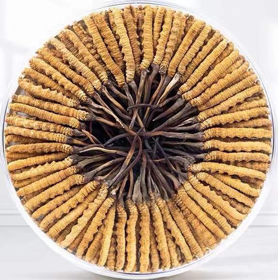 巩留冬虫夏草回收